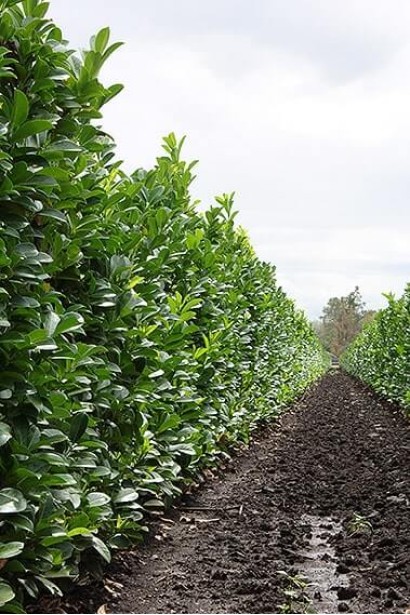 Prunus laurocerasus Novita